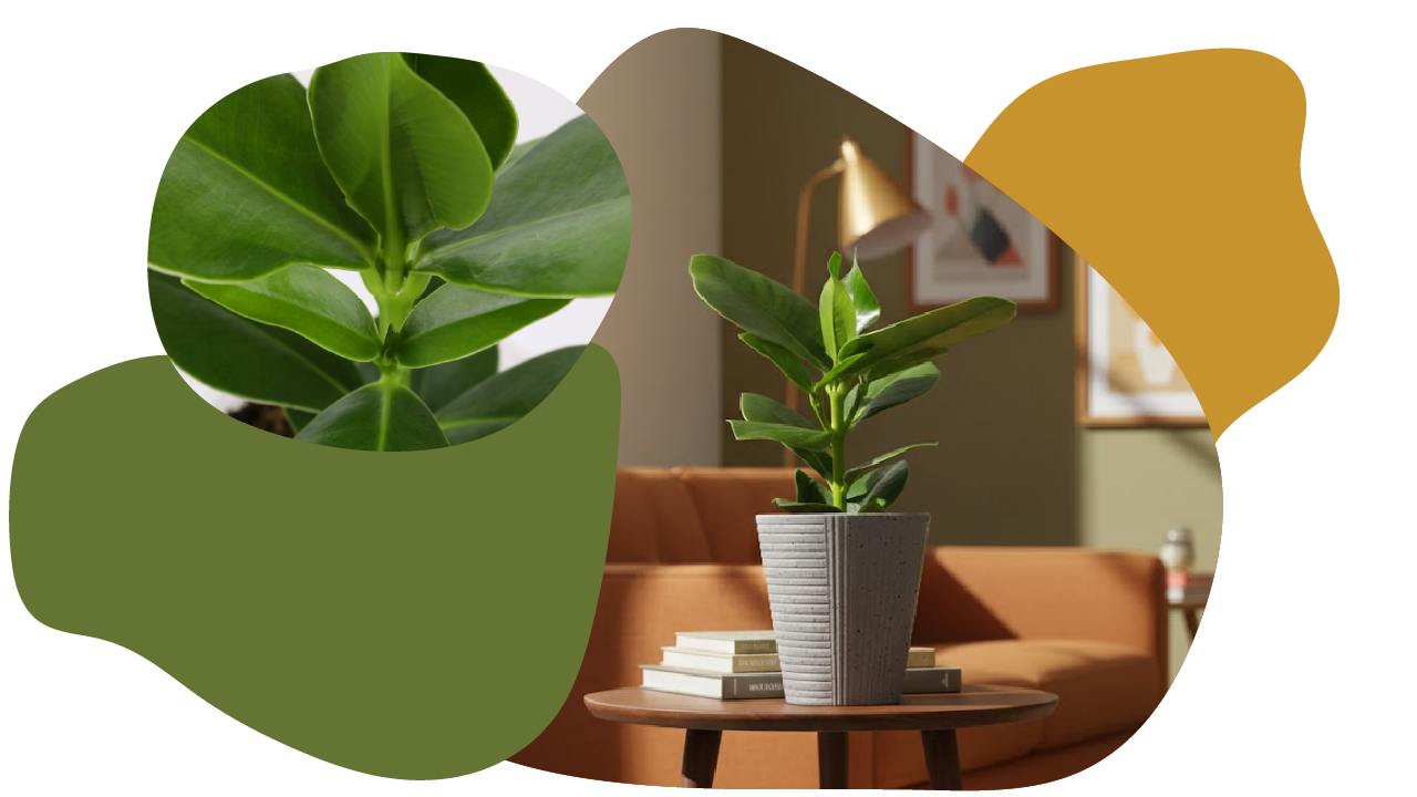 Website_Graphic_CTA_Clusia