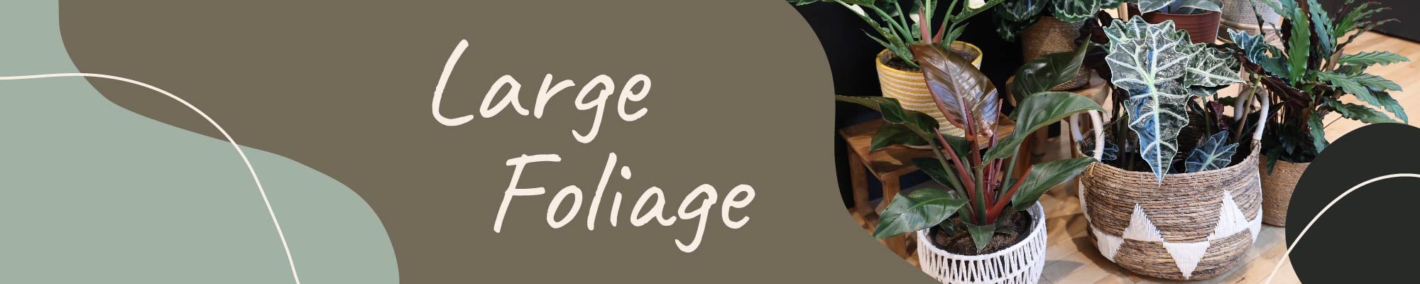 Website_Graphic_Large Foliage Collection Header 2000x400
