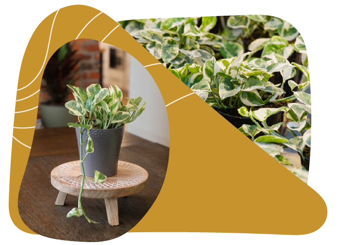 Website_Graphic_Leaf-of-the-Month