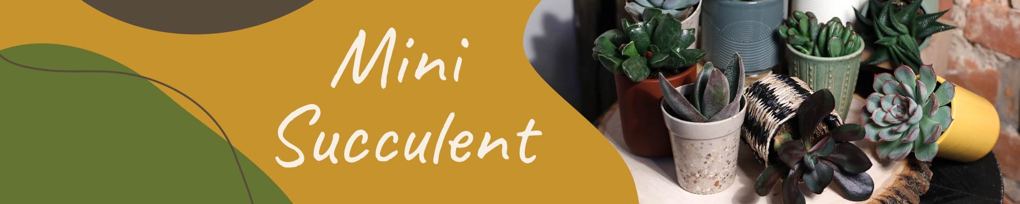 Website_Graphic_Mini Succulent Header 2000x400 Website_Graphic_Mini Succulent Header 2000x400