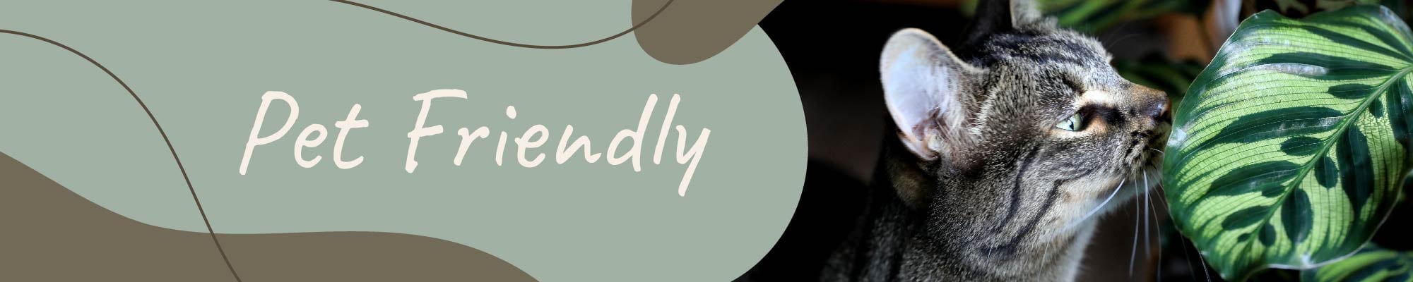 Website_Graphic_Pet Friendly Header 2000x400