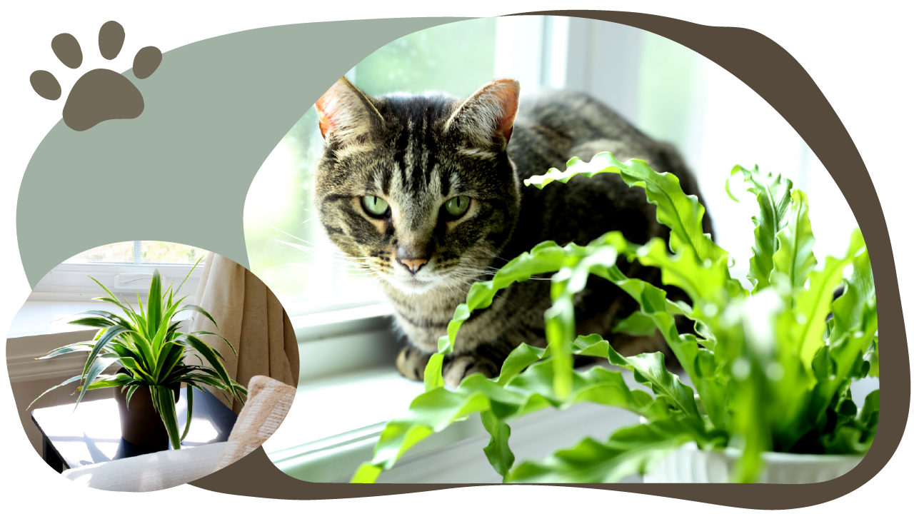 Website_Graphic_Pet-Friendly_R