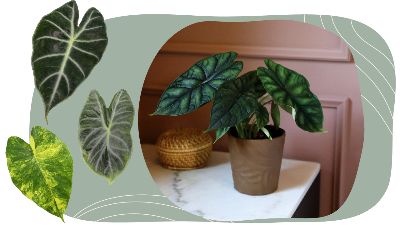 Website_Graphic_Plant-Care_CTA_Alocasia