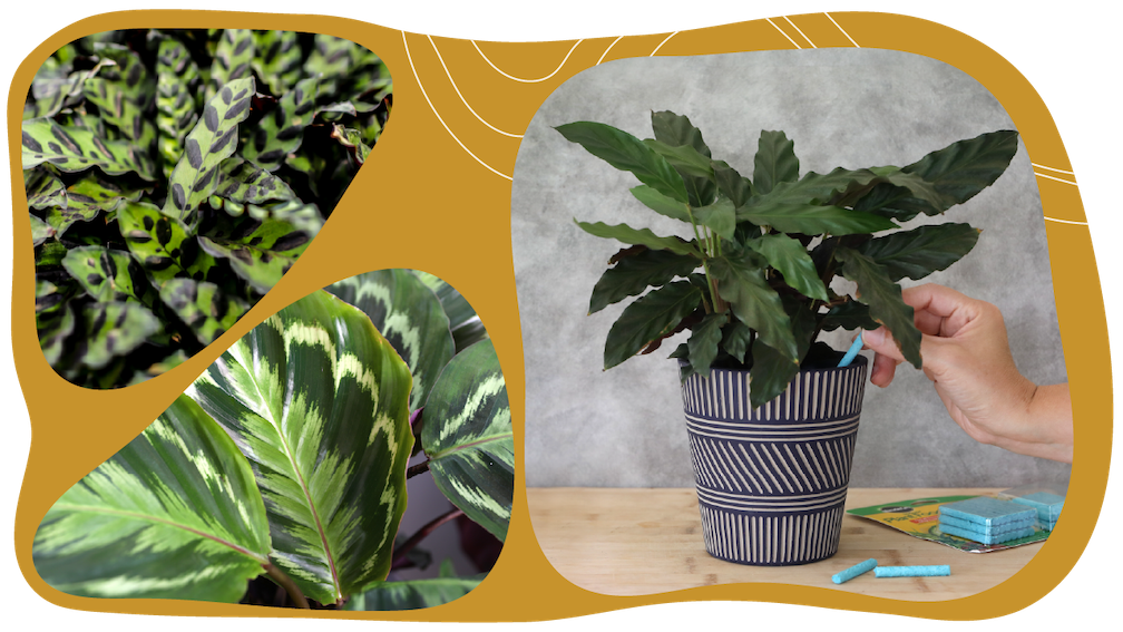 Website_Graphic_Plant-Care_CTA_Calathea Website_Graphic_Plant-Care_CTA_Calathea