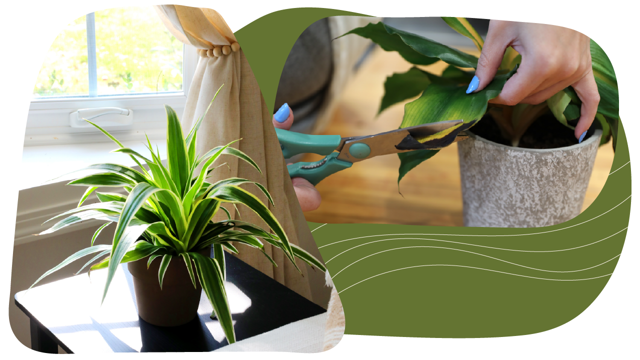 Website_Graphic_Plant-Care_CTA_Chlorophytum