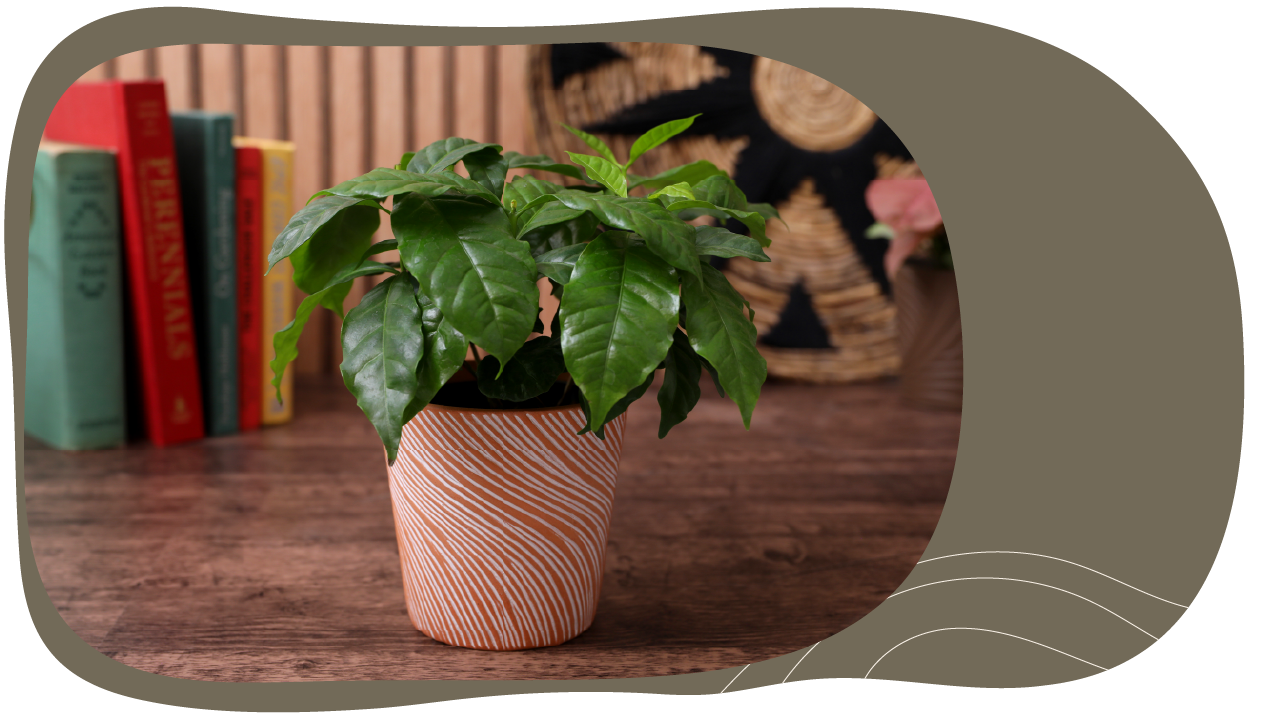 Website_Graphic_Plant-Care_CTA_Coffee-Arabica