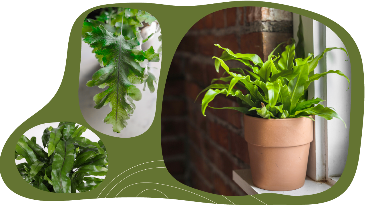 Website_Graphic_Plant-Care_CTA_Fern