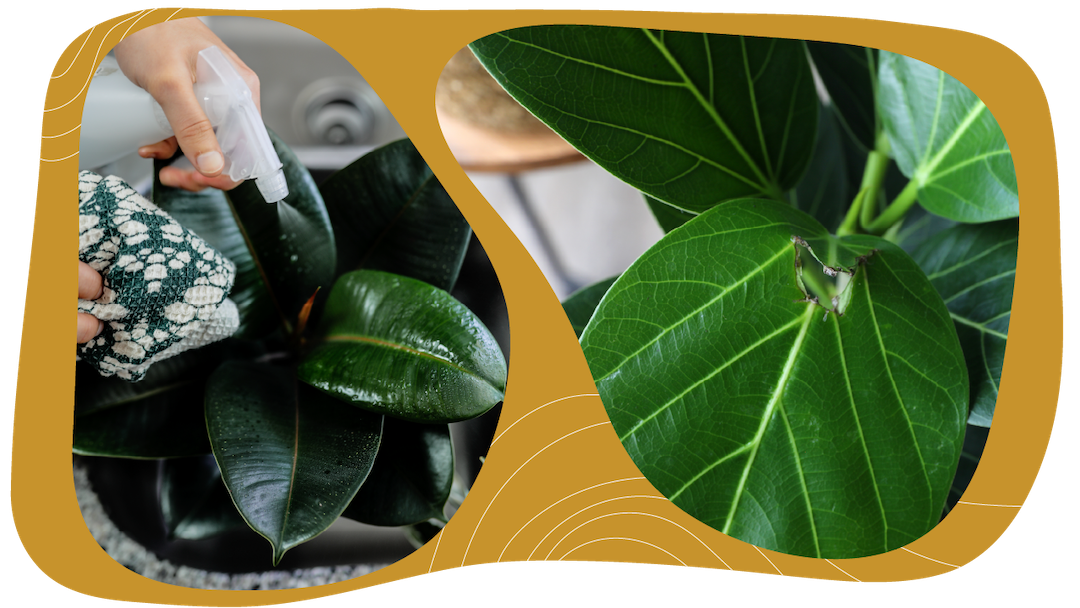 Website_Graphic_Plant-Care_CTA_Ficus