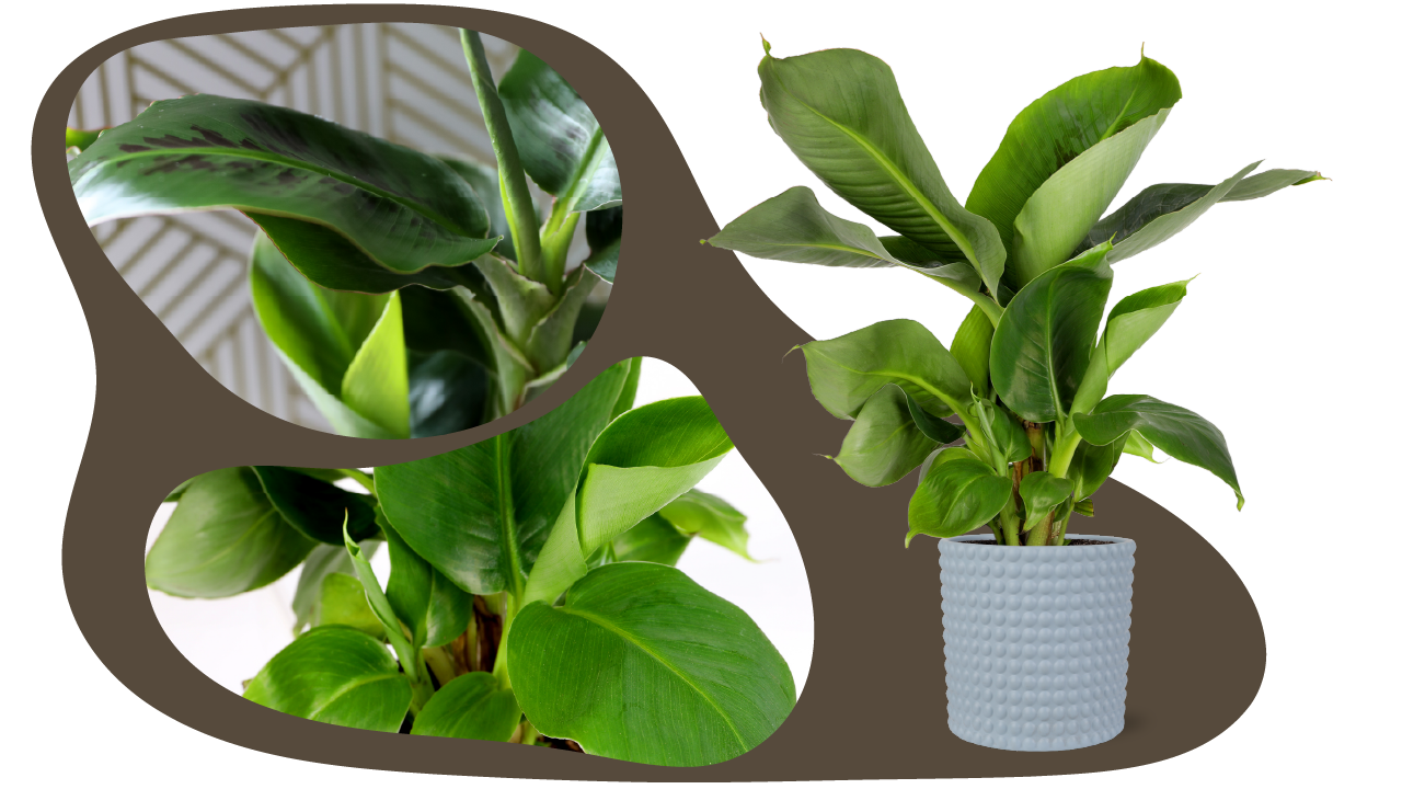 Website_Graphic_Plant-Care_CTA_Musa-Tropicana