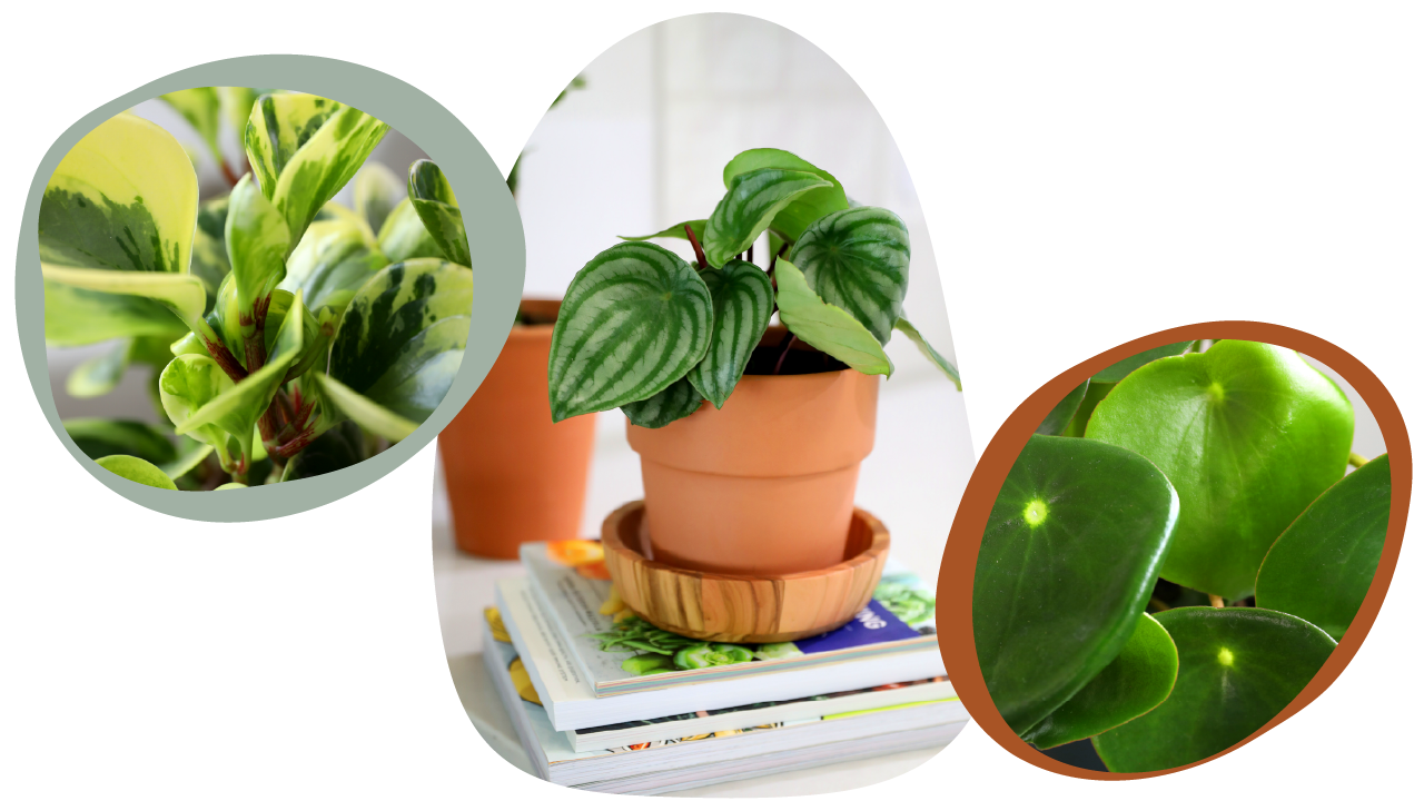 Website_Graphic_Plant-Care_CTA_Peperomia Website_Graphic_Plant-Care_CTA_Peperomia