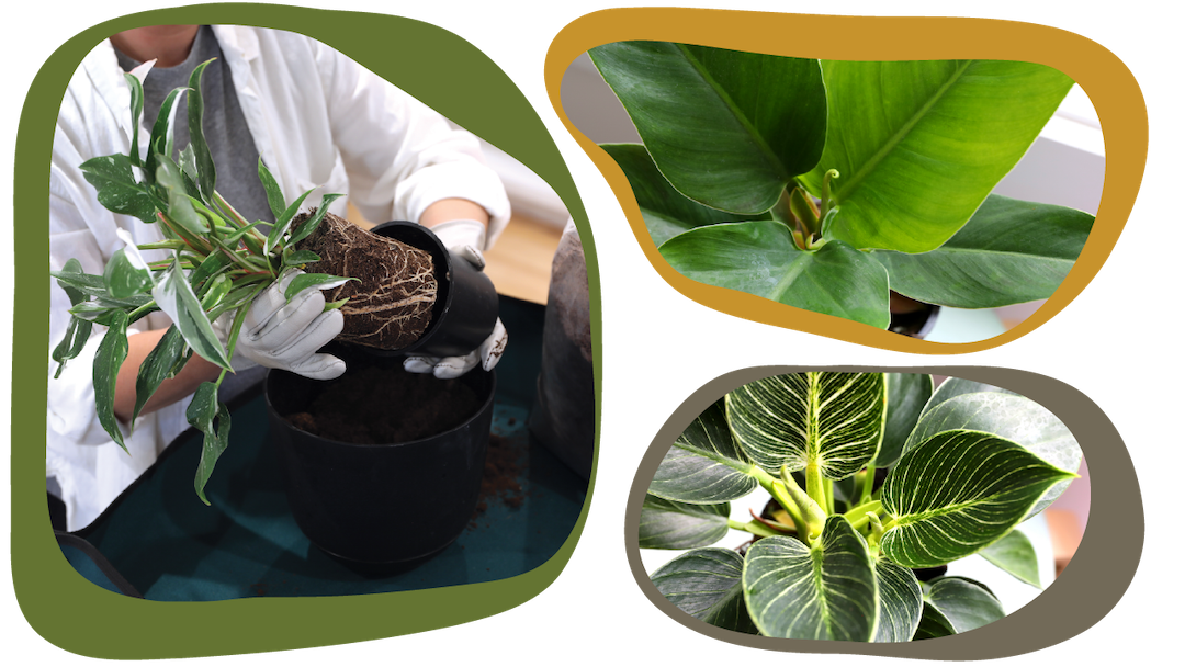 Website_Graphic_Plant-Care_CTA_Philodendron