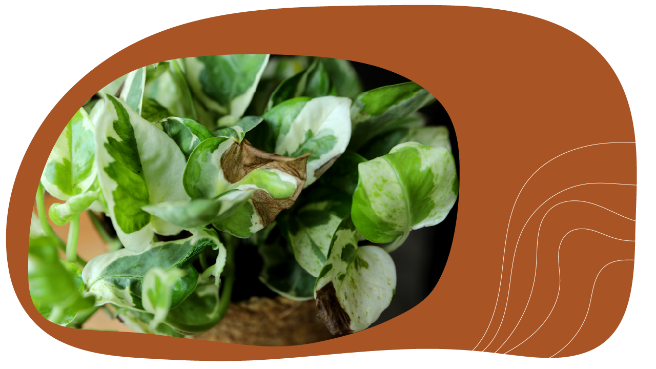 Website_Graphic_Plant-Care_CTA_Pothos (1)