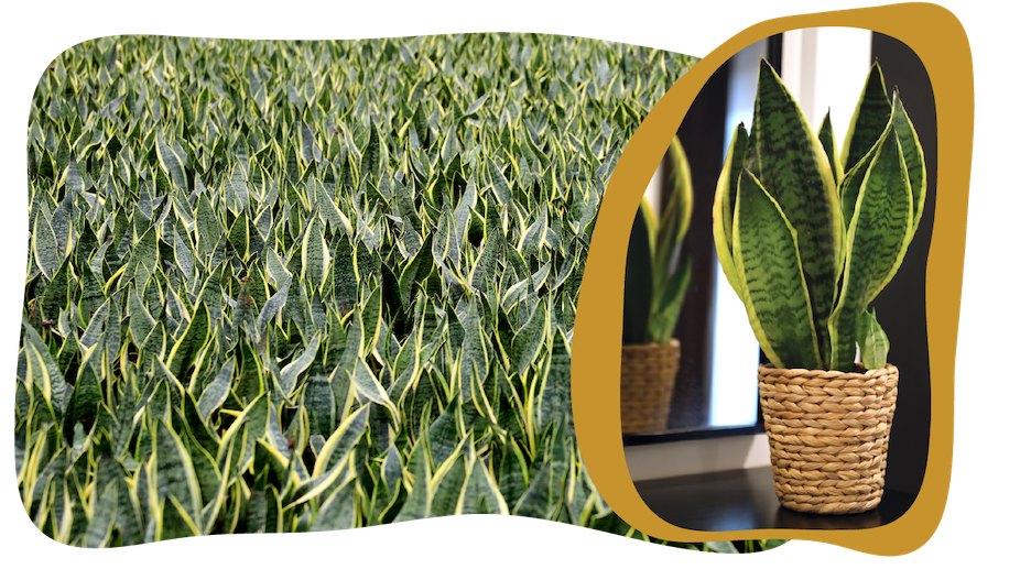Website_Graphic_Plant-Care_CTA_Sanseveria Website_Graphic_Plant-Care_CTA_Sanseveria