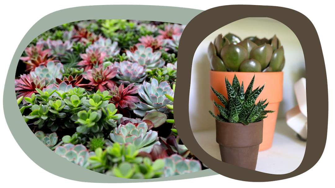 View Succulent Care Blog
