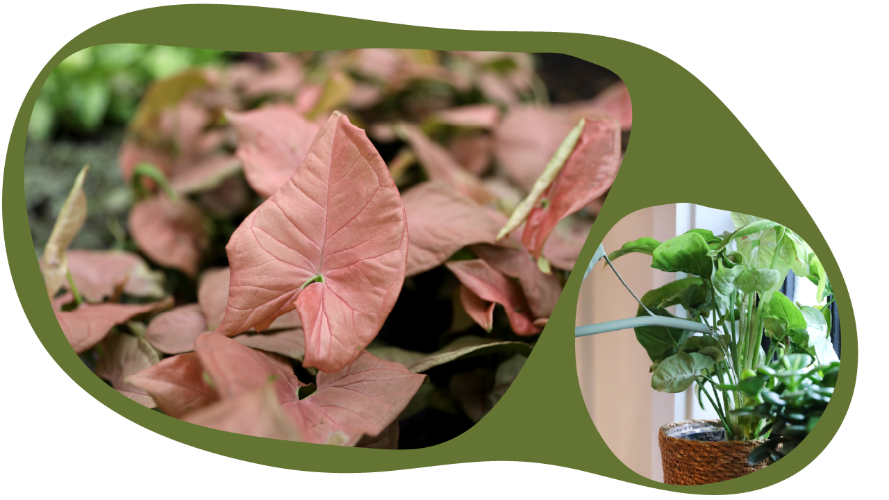 Website_Graphic_Plant-Care_CTA_Syngonium Website_Graphic_Plant-Care_CTA_Syngonium