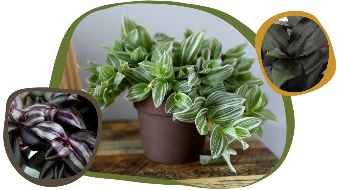 Website_Graphic_Plant-Care_CTA_Tradescantia