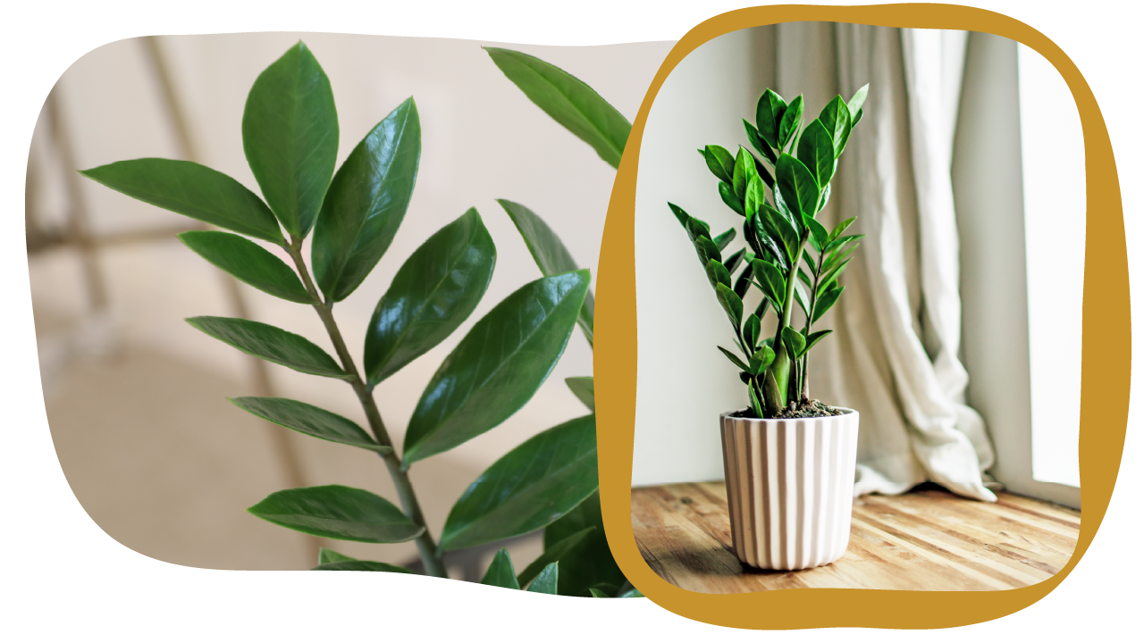 Website_Graphic_Plant-Care_CTA_ZZ