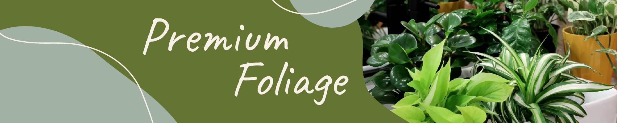 Website_Graphic_Premium Foliage Header 2000x400 (1)