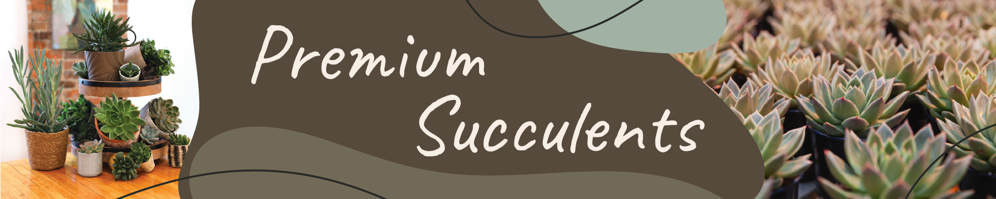 Website_Graphic_Premium_Succulent