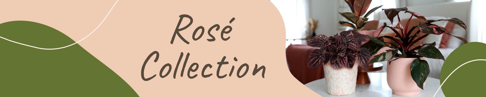 Website_Graphic_Rose Collection Header 2000x400