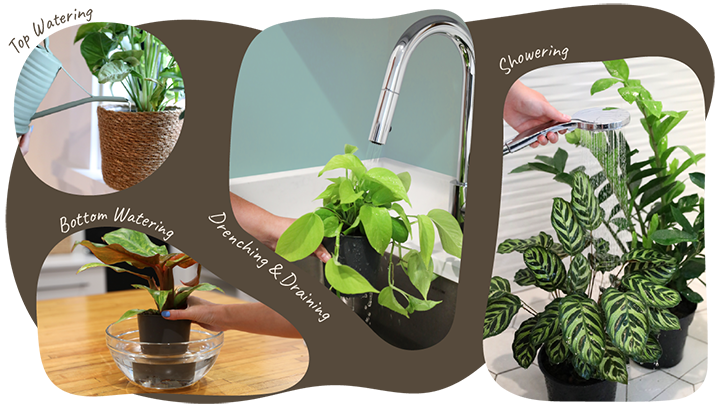 Website_Graphic_Watering_2