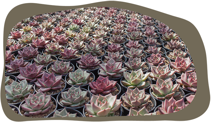 Website_Graphic__CTA_5IN_Succulents_SMALL