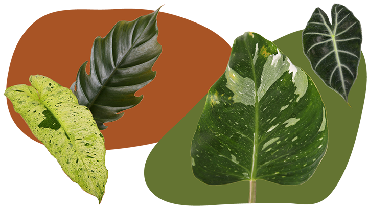 Website_Graphic__CTA_Curated_Foliage_SMALL