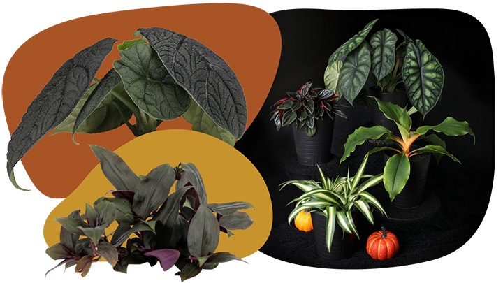 Website_Graphic__CTA_Harvest_moon_SMALL Website_Graphic__CTA_Harvest_moon_SMALL