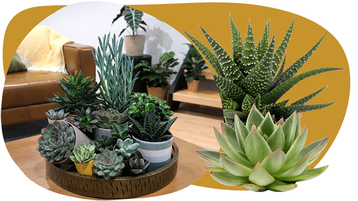 Website_Graphic__CTA_Mini-Succulents_SMALL Website_Graphic__CTA_Mini-Succulents_SMALL