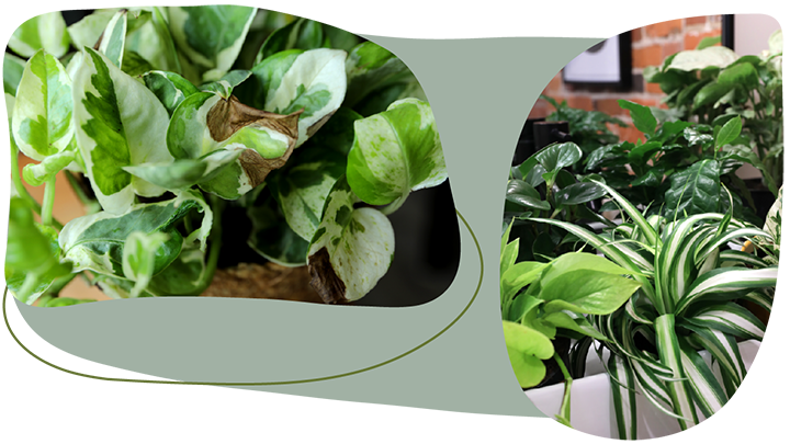 Website_Graphic__CTA_Premium-Foliage_SMALL