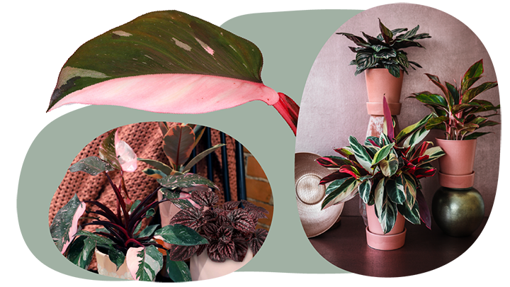 Website_Graphic__CTA_Rose_SMALL