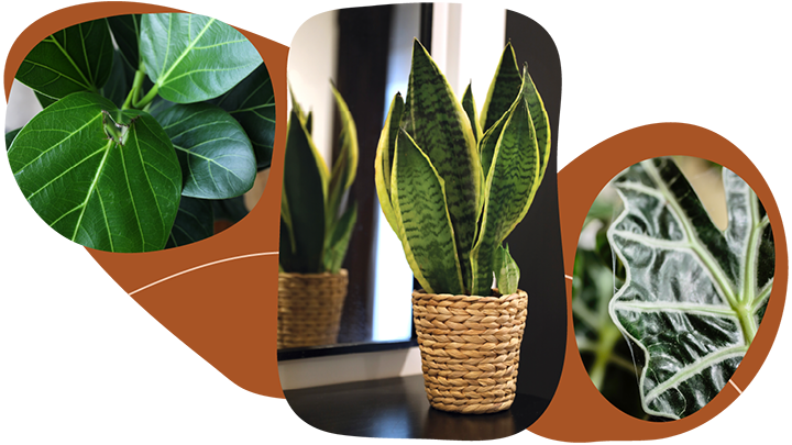 Website_Graphic__CTA_Signature-Foliage_SMALL