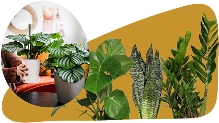 Website_Graphic__CTA_large_Foliage_SMALL