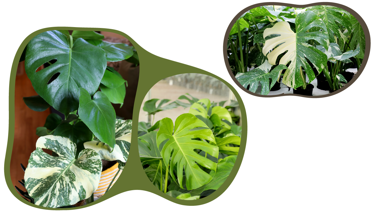 Website_Graphic_rectangle_CTA_Monstera