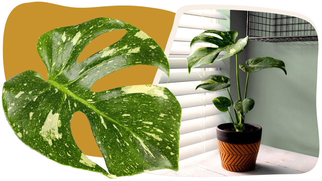 Website_Graphic_template_Curated_foliage_Thai_Constellation