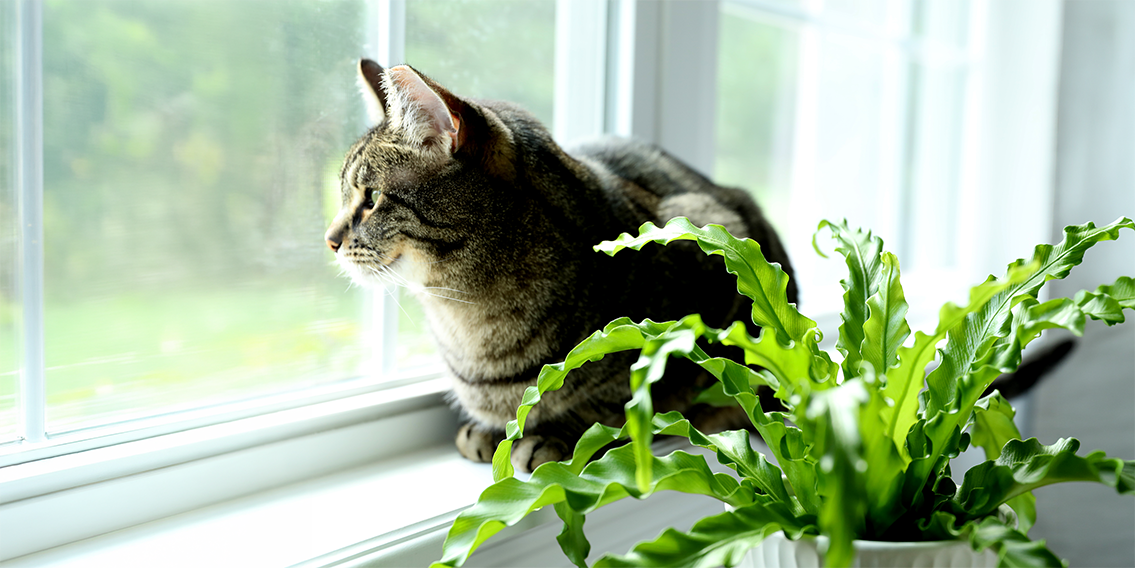What plants are toxic to cats? 